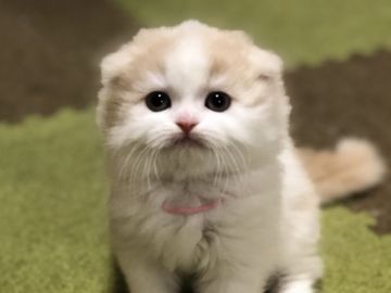 スコティッシュフォールド(折れ耳)【高知県・女の子・2019年11月19日・クリーム&ホワイト（ロング）】の写真「長女ちゃん　甘えん坊ですよ。」