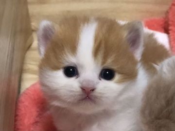 スコティッシュフォールド(立ち耳)【高知県・男の子・2021年1月7日・レッド&ホワイト（ロング）】の写真「人大好き！めちゃくちゃ甘えん坊ですよ。」