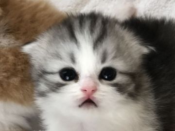 スコティッシュフォールド(折れ耳)【高知県・女の子・2019年5月29日・シルバータビー&ホワイト（ロング）】の写真「人懐こく超甘えん坊な女の子です。」