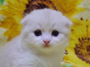 スコティッシュフォールド(折れ耳)【高知県・男の子・2017年5月22日・クリーム&ホワイト（ロング）】の写真「とっても甘えん坊な男の子。折れ耳です。」