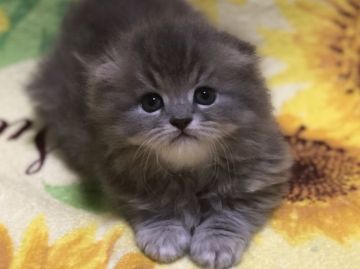 スコティッシュフォールド(折れ耳)【高知県・男の子・2019年4月28日・ブルータビー（ロング）】の写真「人懐こく超甘えん坊な男の子です。」