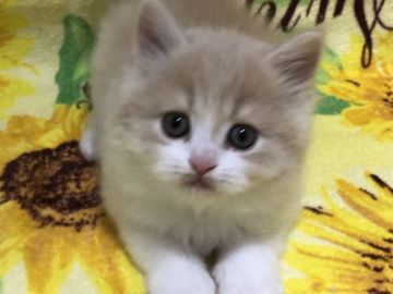 スコティッシュフォールド(立ち耳)【高知県・女の子・2019年10月16日・クリーム&ホワイト（ロング）】の写真「とっても甘えん坊で、人懐っこいですよ🐱」