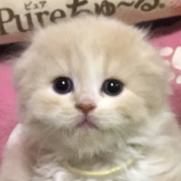 スコティッシュフォールド【高知県・女の子・2023年5月15日・クリーム（ロング）】の写真「やさしいお顔のお転婆娘です。ふわモコですよ🎶」