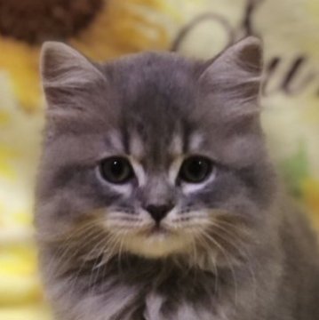 スコティッシュフォールド(立ち耳)【高知県・男の子・2023年8月2日・ブルー（ロング）】の写真「将来的にはイケニャンだよ🎶犬じゃなく猫です🐈」