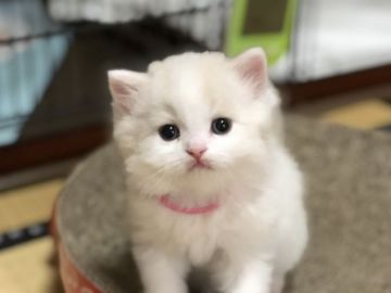 スコティッシュフォールド(立ち耳)【高知県・女の子・2018年7月27日・クリーム&ホワイト（ロング）】の写真「とっても甘えん坊な女の子。将来美人さんになりますよ」