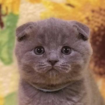 スコティッシュフォールド【高知県・男の子・2022年11月11日・ブルー（ショート）】の写真「まるでテディベア！🧸丸々コロコロ長男くん♪」