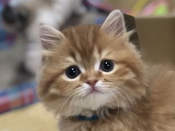 スコティッシュフォールド(立ち耳)【高知県・男の子・2018年11月24日・レッドタビー（ロング）】の写真「とっても元気な男の子です。」