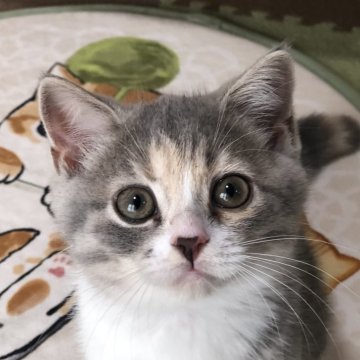 スコティッシュフォールド(立ち耳)【高知県・女の子・2024年5月25日・ダイリュートキャリコ（ショート）】の写真「めちゃくちゃ元気な、おてんば娘😸」