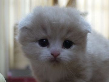 スコティッシュフォールド【高知県・男の子・2016年12月13日・クリーム&ホワイト（ロング）】の写真「甘えん坊な男の子です。折れ耳です。」