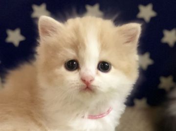 スコティッシュフォールド【高知県・女の子・2020年7月27日・クリーム&ホワイト（ロング）】の写真「とっても可愛いですよ🐱」