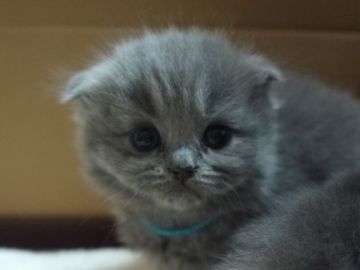 スコティッシュフォールド【高知県・男の子・2014年12月6日・ブルー（ロングヘア）】の写真「元気な男の子です」