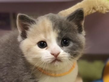 スコティッシュフォールド(立ち耳)【高知県・女の子・2021年11月13日・ダイリュートキャリコ（ショート）】の写真「とっても元気な女の子です😸ブリスコ😸甘えん坊さん」