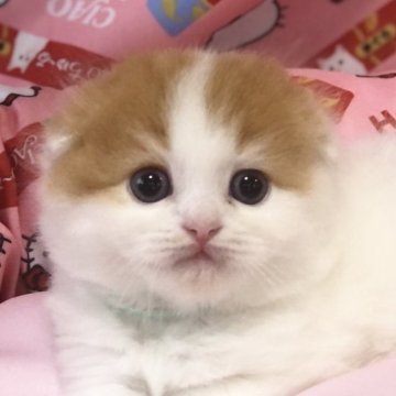 スコティッシュフォールド【高知県・男の子・2023年5月15日・レッド&ホワイト（ロング）】の写真「やんちゃ君です。ふわモコですよ🎶」