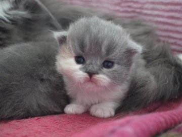 スコティッシュフォールド【高知県・女の子・2014年5月4日・ダイリュートキャリコ（ロング）】の写真「とってもかわいい三毛の女の子です。」