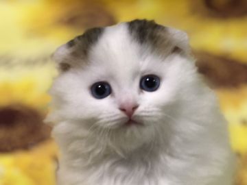 スコティッシュフォールド(折れ耳)【高知県・男の子・2020年10月27日・ブラウンマッカレルタビー&ホワイト（ロング）】の写真「期間限定❗️クリスマスフェアー🎄希少猫ブルーアイ😸」