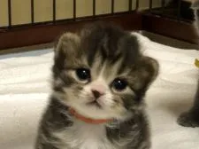 スコティッシュフォールド(折れ耳)【高知県・男の子・2020年7月27日・ブラウンマッカレルタビー&ホワイト】の写真1