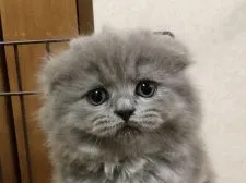 スコティッシュフォールド(折れ耳)【高知県・男の子・2018年3月14日・ブルー】の写真1