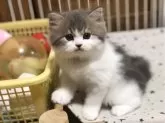 スコティッシュフォールド(立ち耳)【高知県・男の子・2024年7月8日・ブルー&ホワイト】の写真2
