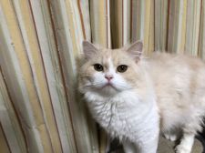 スコティッシュフォールド【・男の子・2016年6月28日・クリーム&ホワイト】