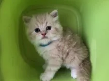 スコティッシュフォールド(折れ耳)【高知県・男の子・2018年8月8日・クリーム&ホワイト】の写真2