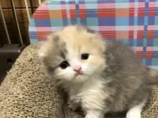スコティッシュフォールド(折れ耳)【高知県・女の子・2020年4月17日・ダイリュートキャリコ】の写真2