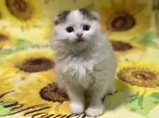 スコティッシュフォールド(立ち耳)【高知県・男の子・2020年10月27日・ブラウンマッカレルタビー&ホワイト】の写真2