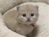 スコティッシュフォールド(立ち耳)【高知県・女の子・2023年8月11日・クリーム&ホワイト】の写真2