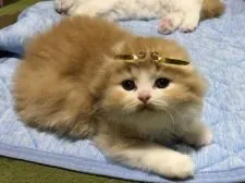 スコティッシュフォールド(折れ耳)【高知県・男の子・2020年5月27日・レッド&ホワイト】の写真2