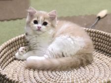 スコティッシュフォールド【・女の子・2022年5月1日・クリーム&ホワイト】