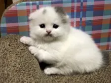 スコティッシュフォールド(折れ耳)【高知県・男の子・2020年4月17日・ブルー&ホワイト】の写真2