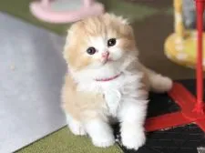 スコティッシュフォールド(折れ耳)【高知県・男の子・2020年5月27日・レッド&ホワイト】の写真3