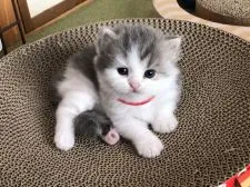 スコティッシュフォールド(立ち耳)【高知県・男の子・2020年7月27日・ブルー&ホワイト】の写真3