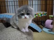 スコティッシュフォールド(折れ耳)【高知県・女の子・2018年1月8日・ダイリュートキャリコ】の写真3