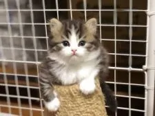 スコティッシュフォールド(立ち耳)【高知県・男の子・2020年10月27日・ブラウンマッカレルタビー&ホワイト】の写真3