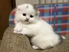 スコティッシュフォールド(折れ耳)【高知県・男の子・2020年4月17日・ブルー&ホワイト】の写真4