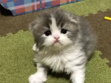 スコティッシュフォールド(折れ耳)【高知県・男の子・2020年4月17日・ブルー&ホワイト】の写真4