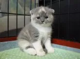 スコティッシュフォールド【高知県・女の子・2013年4月18日・ダイリュートキャリコ】の写真4
