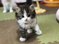 スコティッシュフォールド(立ち耳)【高知県・男の子・2020年10月27日・ブラウンマッカレルタビー&ホワイト】の写真4