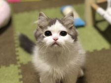 スコティッシュフォールド【・女の子・2021年10月1日・ブルー&ホワイト】