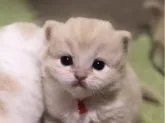 スコティッシュフォールド(立ち耳)【高知県・女の子・2023年8月11日・クリーム&ホワイト】の写真5