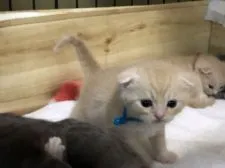 スコティッシュフォールド(折れ耳)【高知県・男の子・2021年12月13日・クリーム】の写真5