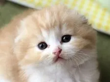 スコティッシュフォールド(折れ耳)【高知県・男の子・2020年5月27日・レッド&ホワイト】の写真5