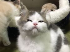 スコティッシュフォールド【・女の子・2021年10月1日・ブルー&ホワイト】