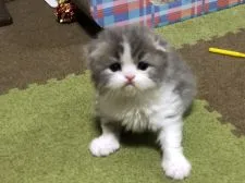 スコティッシュフォールド(折れ耳)【高知県・男の子・2020年4月17日・ブルー&ホワイト】の写真5