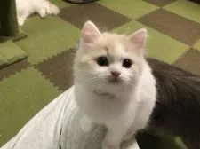スコティッシュフォールド(立ち耳)【高知県・男の子・2019年11月8日・クリーム&ホワイト】の写真5