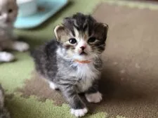 スコティッシュフォールド(折れ耳)【高知県・男の子・2020年7月27日・ブラウンマッカレルタビー&ホワイト】の写真5