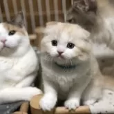 スコティッシュフォールド(折れ耳)【高知県・男の子・2025年7月2日・クリーム&ホワイト】の写真12