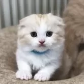 スコティッシュフォールド(折れ耳)【高知県・男の子・2025年7月2日・クリーム&ホワイト】の写真13