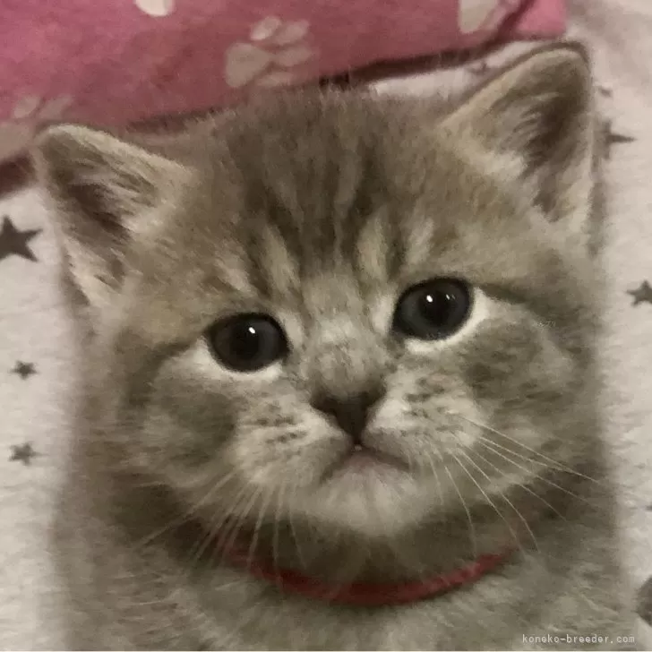 ID：2501-01023の子猫