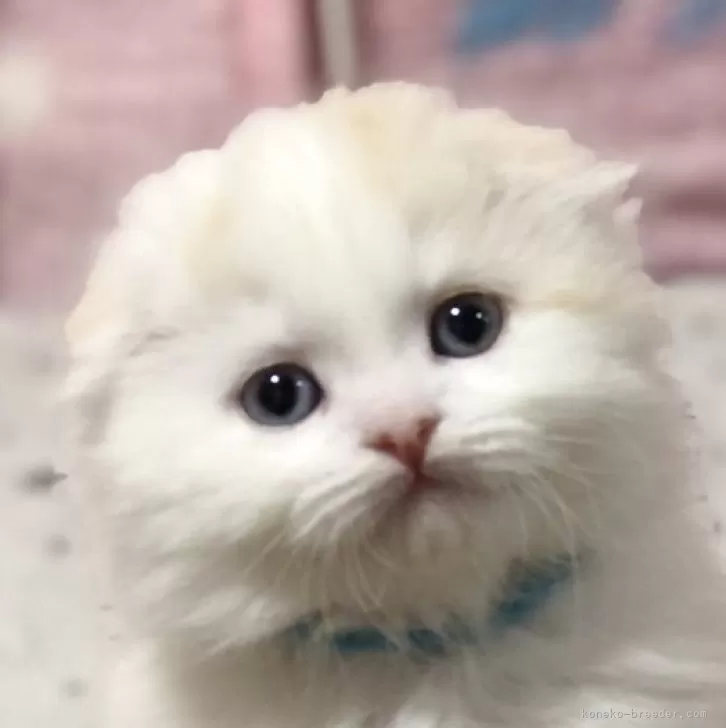 ID：2501-00933の子猫